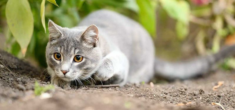 Stealthy Hunting