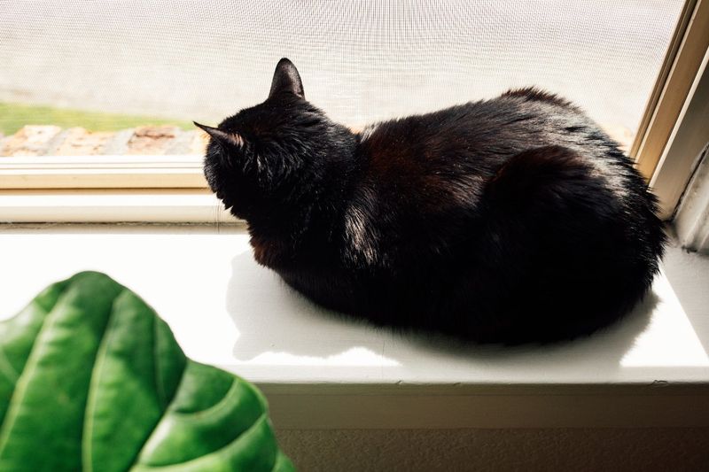 The Loaf