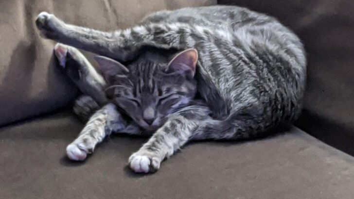 What Do Your Cat’s Sleeping Positions Actually Mean? 13 Quirky Clues