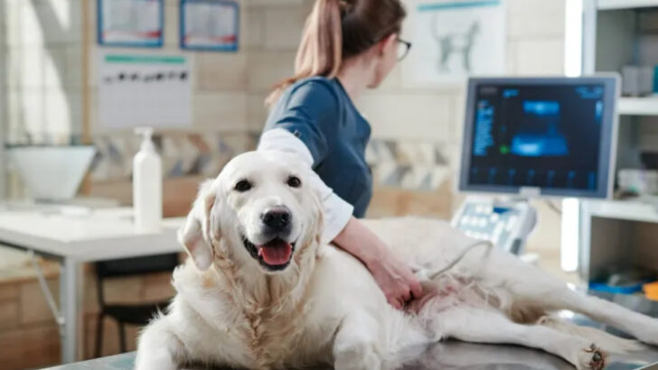 What Every Dog Owner Should Know About Those 63 Wild Days of Pregnancy