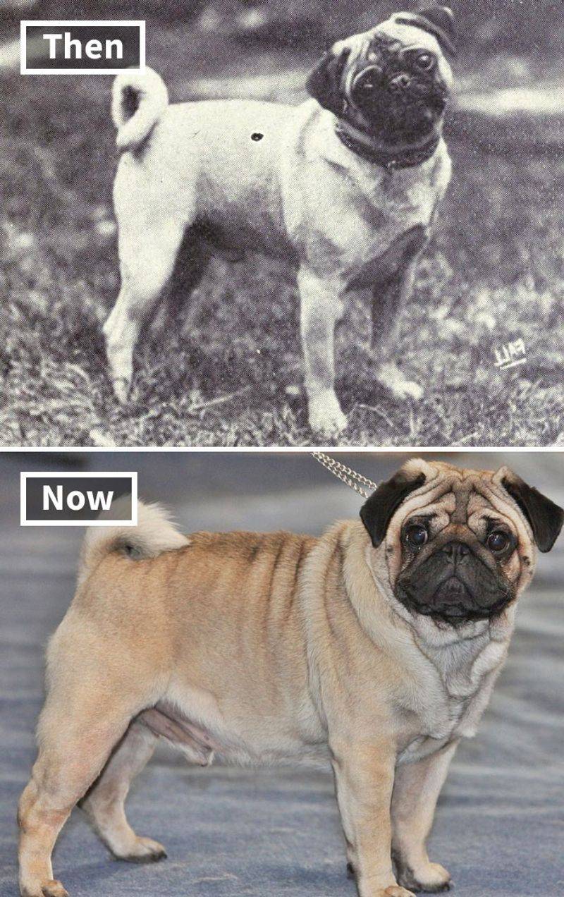 Selective Breeding Origins