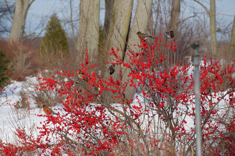 Native Plants Galore