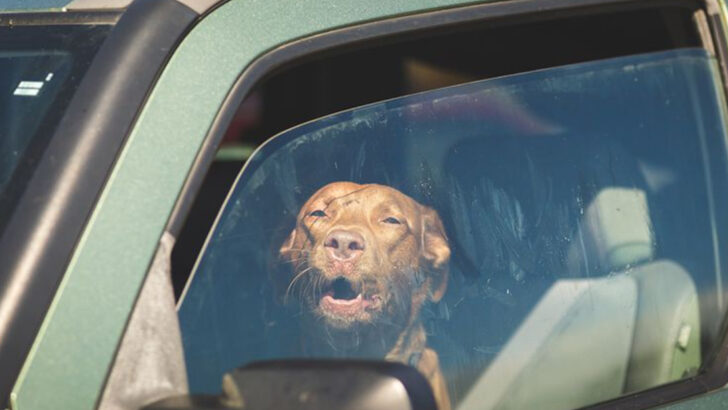 What Really Happens to Dogs Left in Hot Cars—And Why Just 10 Minutes Can Be Fatal