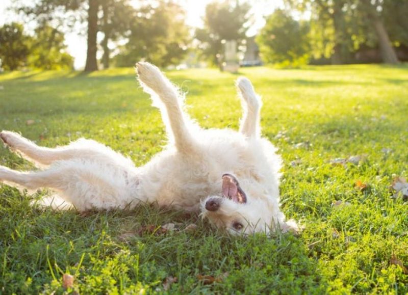 Why do dogs roll in the grass?