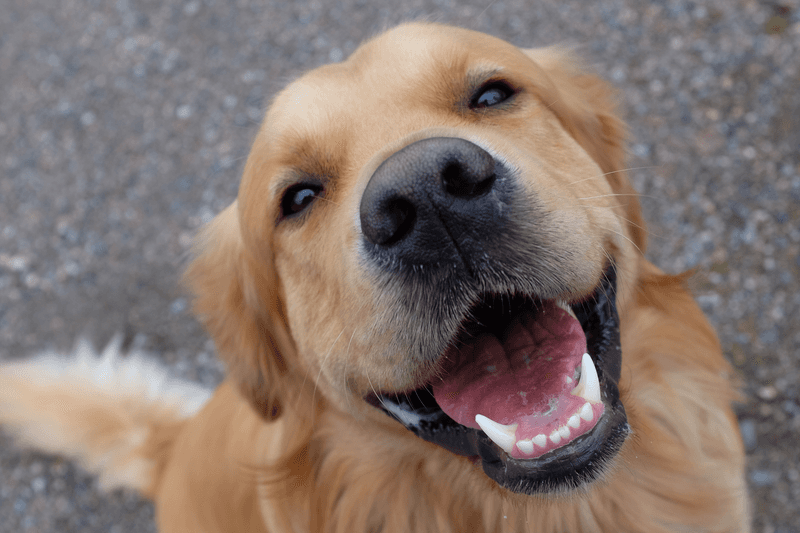 How do dogs communicate with humans?