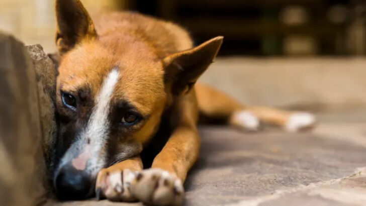 What to Do If You Suspect Animal Cruelty: A Step-by-Step Guide