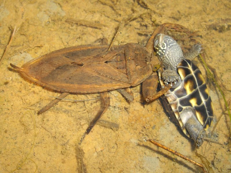 Giant Water Bugs