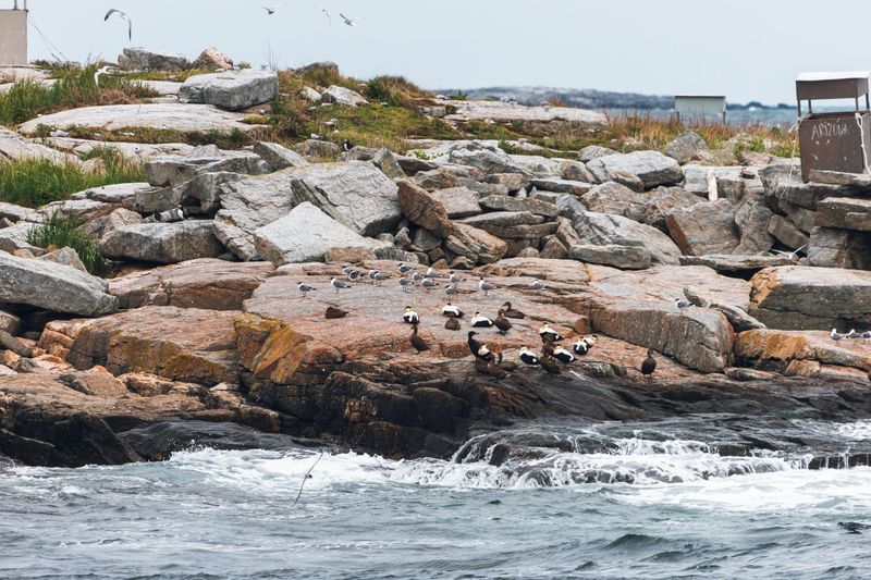 Eastern Egg Rock, Maine