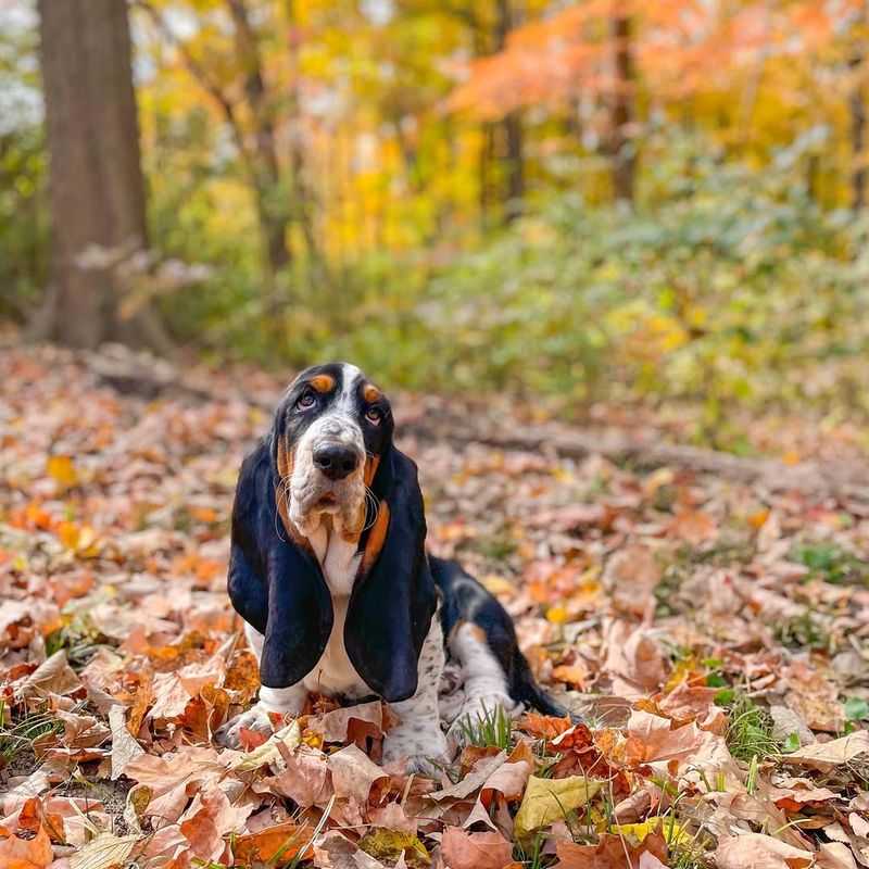 Basset Hound