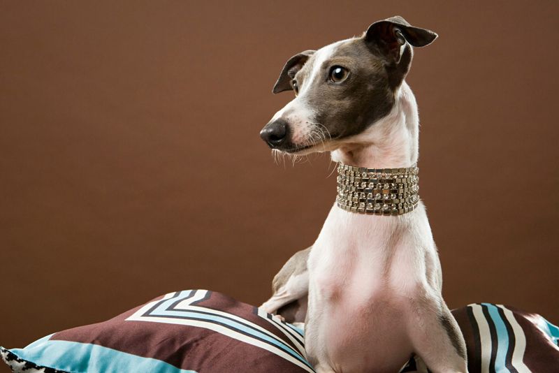 Italian Greyhound