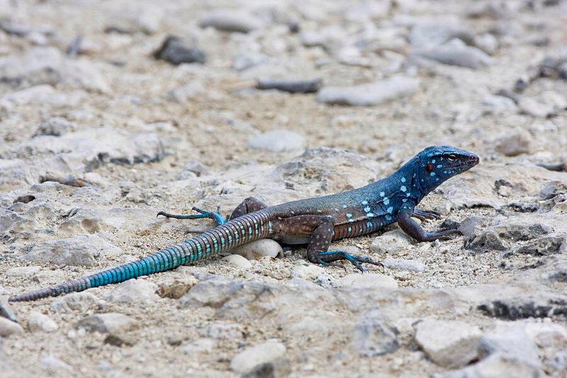 Whiptail Lizard