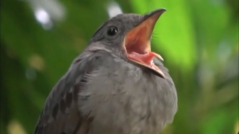 Screaming Piha (Lipaugus vociferans)