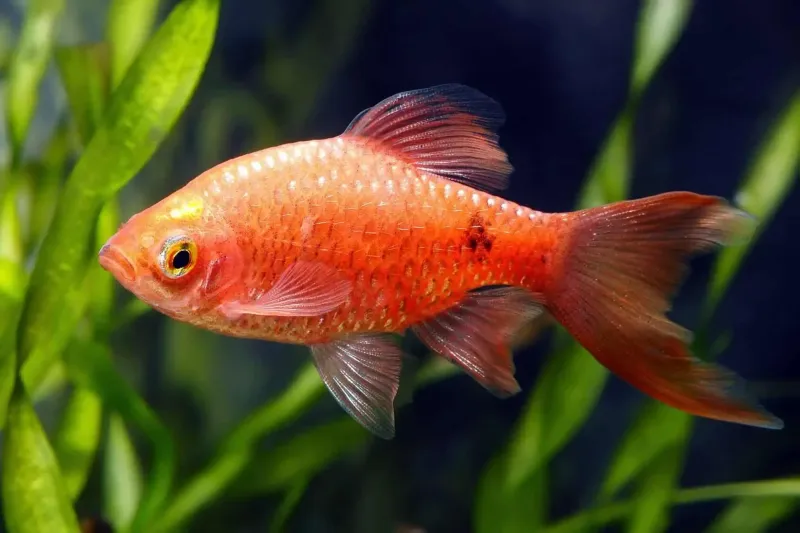 Rosy Barbs