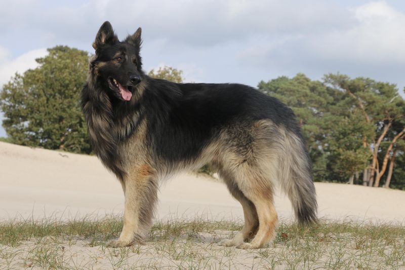 Shiloh Shepherd