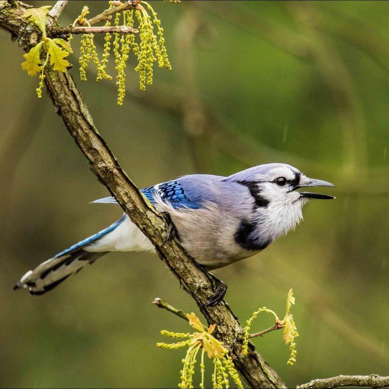 Blue Jay