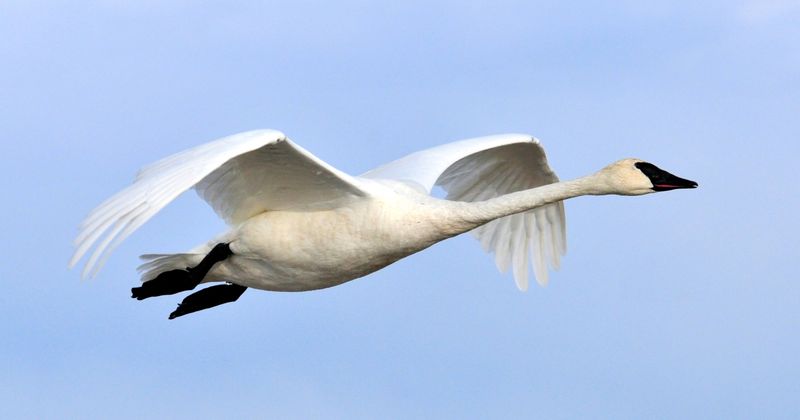 Trumpeter Swan