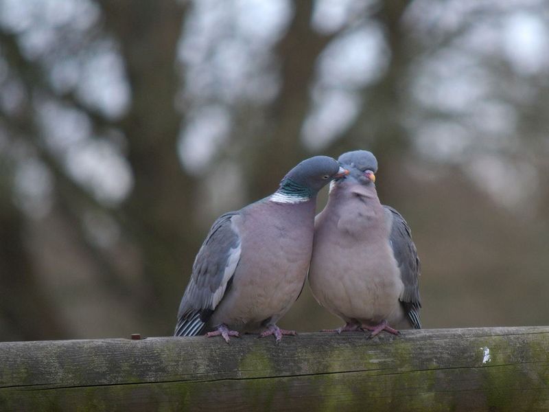 Pigeon