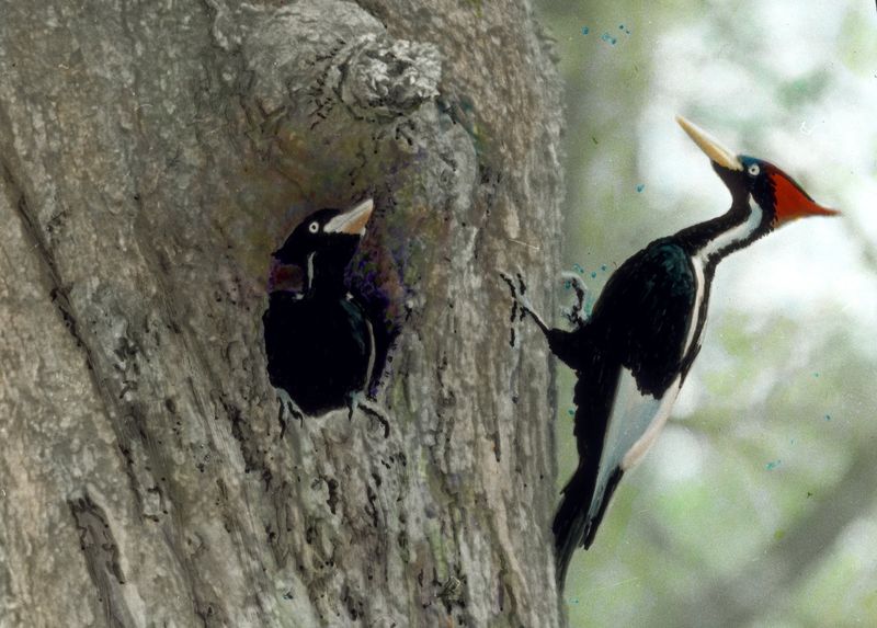 Ivory-billed Woodpecker