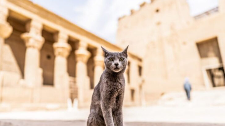 Why Ancient Egyptians Worshipped Cats—And What It Meant