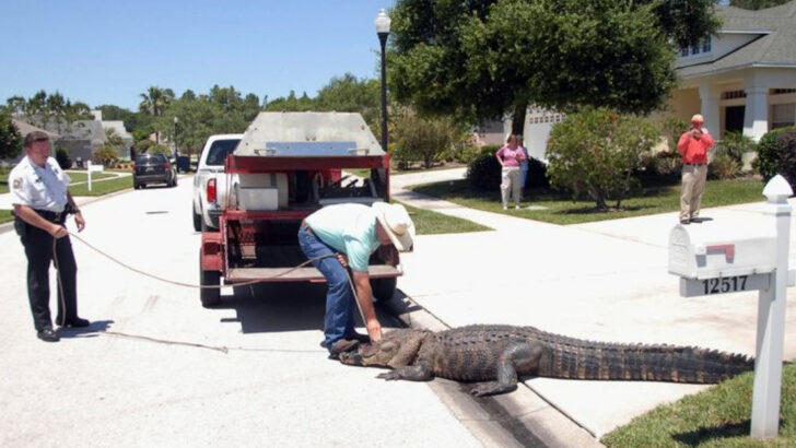 Why Are So Many Alligators Showing Up in U.S. Neighborhoods This Summer?