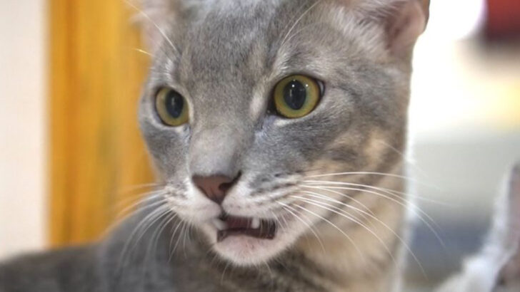Why Cats Make That Strange Face After Smelling Something? Here Is The Scientific Explanation