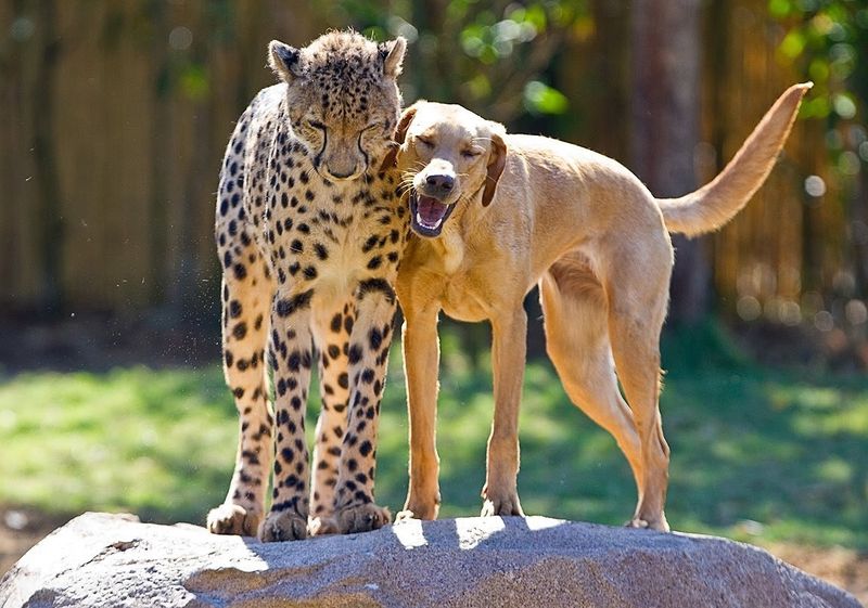 Cheetahs' Shy Nature