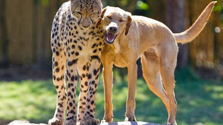 Why Cheetahs at Zoos Sometimes Have Support Dogs: 10 Fascinating Facts