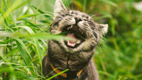 Why Do Cats Eat Grass? 10 Surprising Reasons Behind the Weird Habit