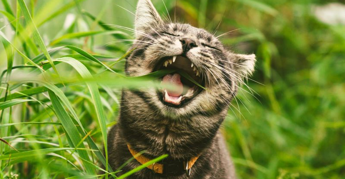 Why Do Cats Eat Grass? 10 Surprising Reasons Behind the Weird Habit ...