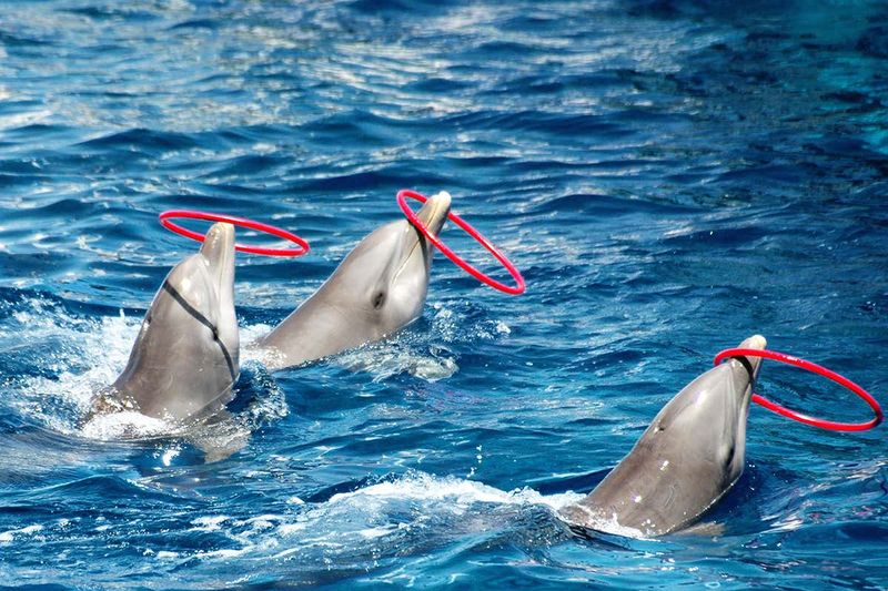 Dolphins
