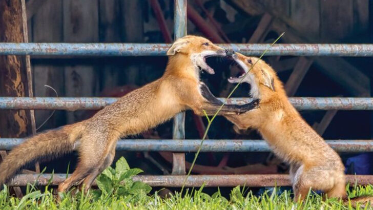 Why Do Some Animals Play? Exploring 14 Fascinating Examples of Fun in Nature