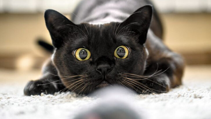 Why Does My Cat Hunt? 10 Things Every Owner Should Know