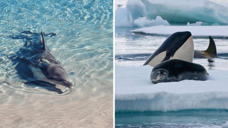 Why Dolphins and Orcas Are Never Coming Back to Land—The Science Behind Their Watery Commitment