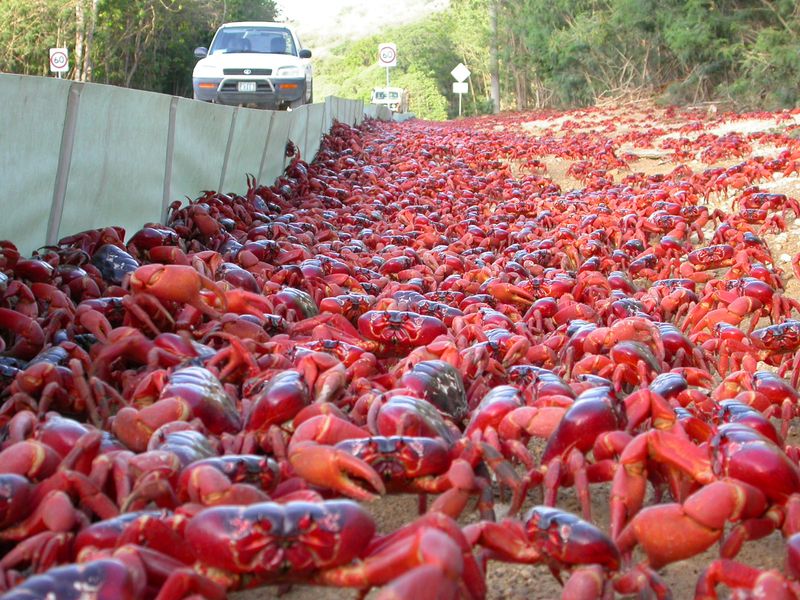 Crab Population Explosion