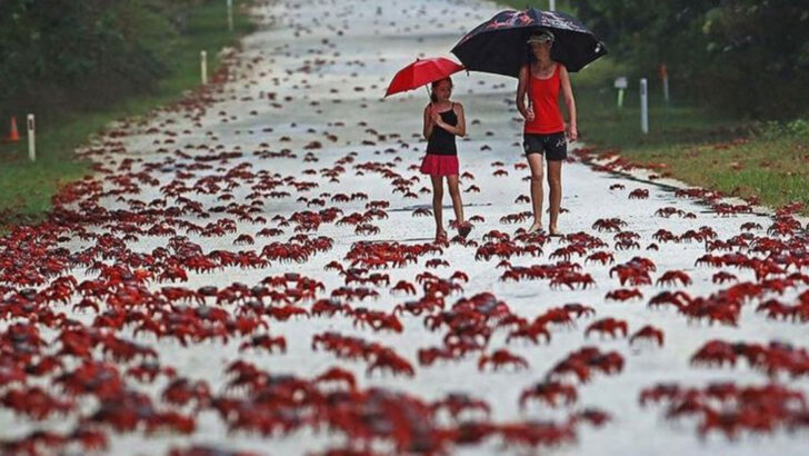 Why Millions of Red Crabs Take Over Christmas Island Every Year