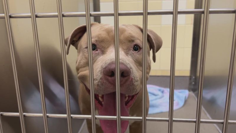Pit Bull
