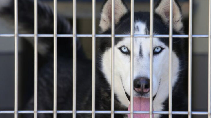 Why These 14 Dog Breeds End Up in Shelters—And 11 That Almost Never Do