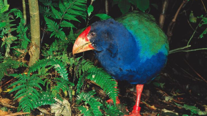 Why These ‘Extinct’ Animals Are Suddenly Back From the Dead