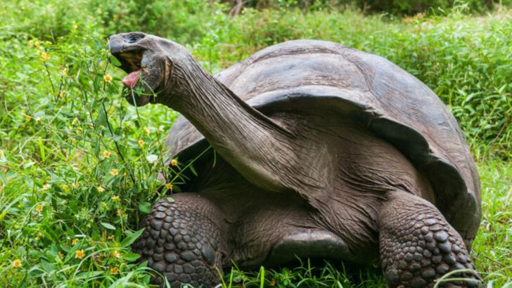 Why Tortoises Live Over 100 Years—And How Their Slow Pace Helps