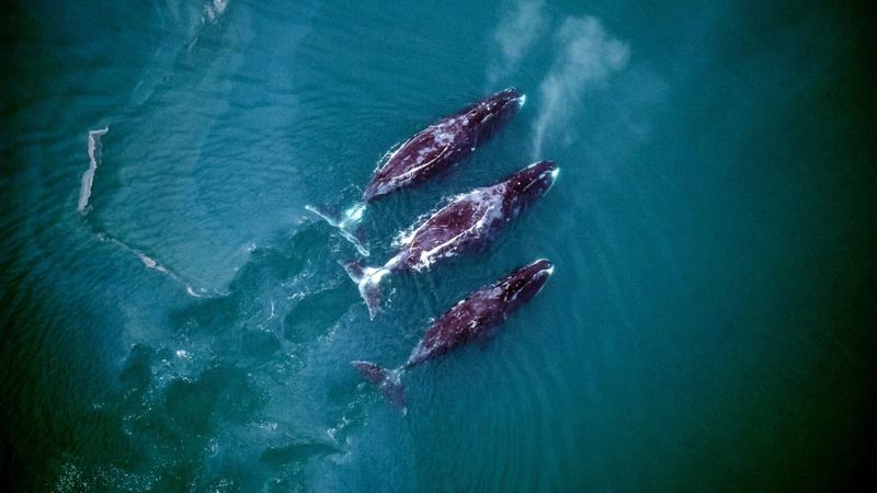 Communication Among Whales