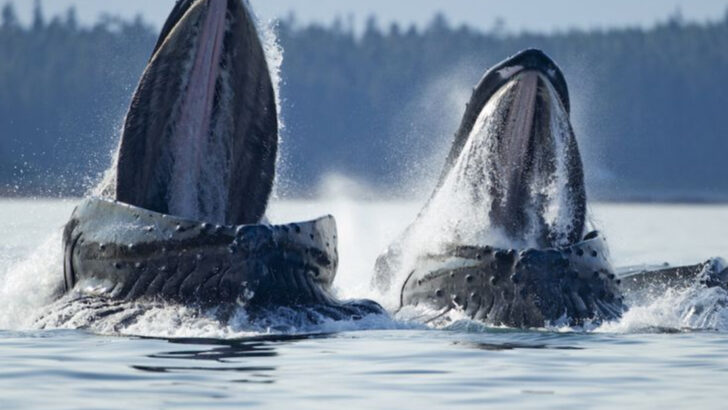Why Whales Sing: Exploring One of the Ocean’s Most Haunting Sounds