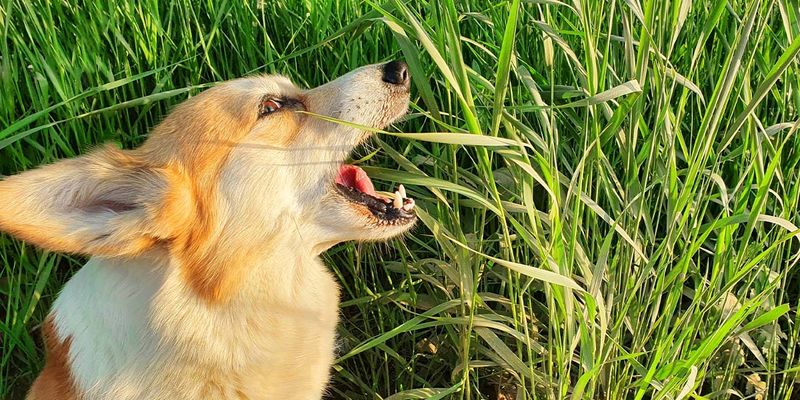 View of Why Your Dog Eats Grass—and When You Should Actually Worry - Exploring ...
