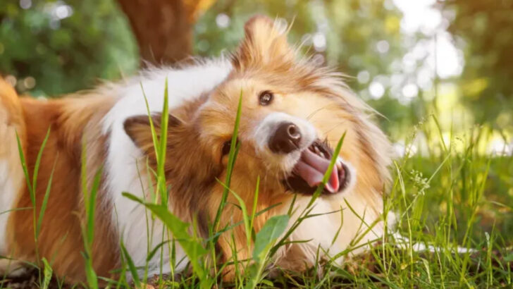 Why Your Dog Eats Grass—and When You Should Actually Worry