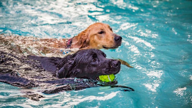 How to train a dog to swim safely?