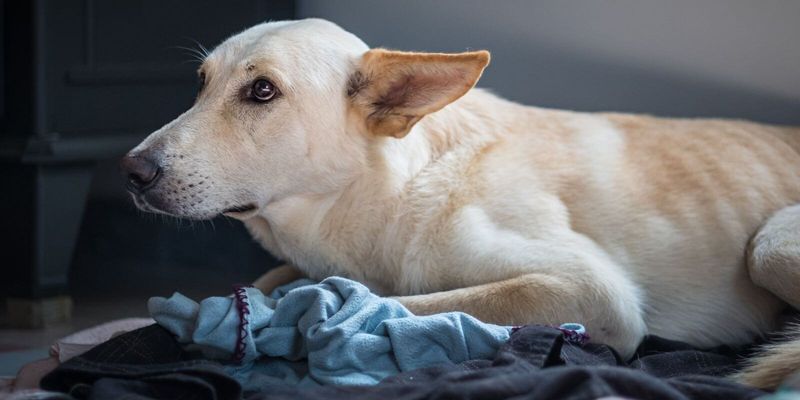 How to manage a dog's fear of thunderstorms?