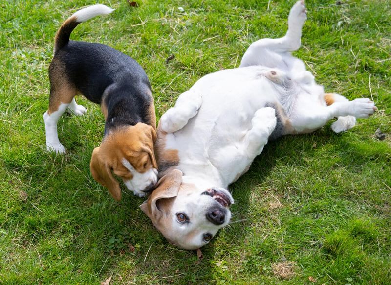 How to introduce a new puppy to an older dog?