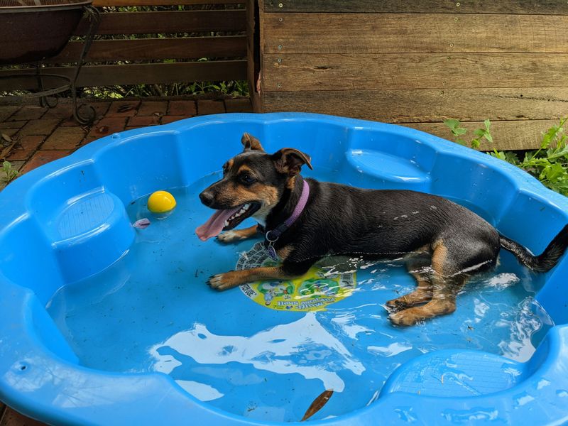 How to keep dogs cool in the summer heat?