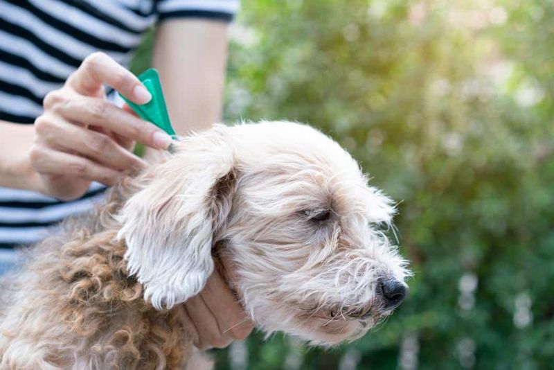 How to protect dogs from ticks and fleas?