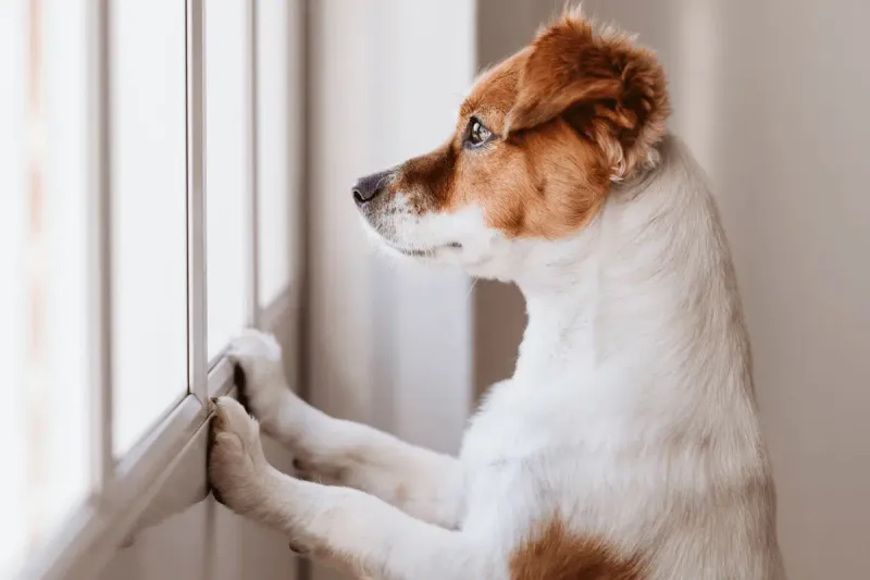 How to deal with a dog that has separation anxiety?