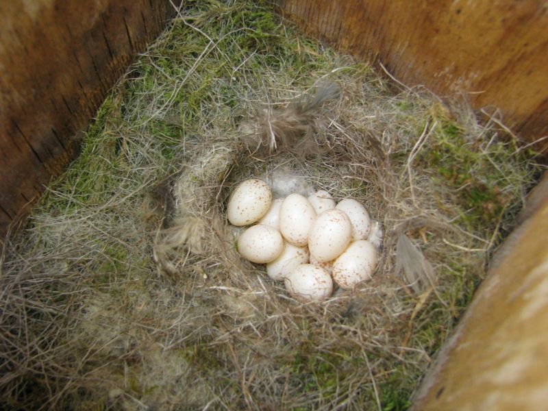 Egg-Laying Mammal